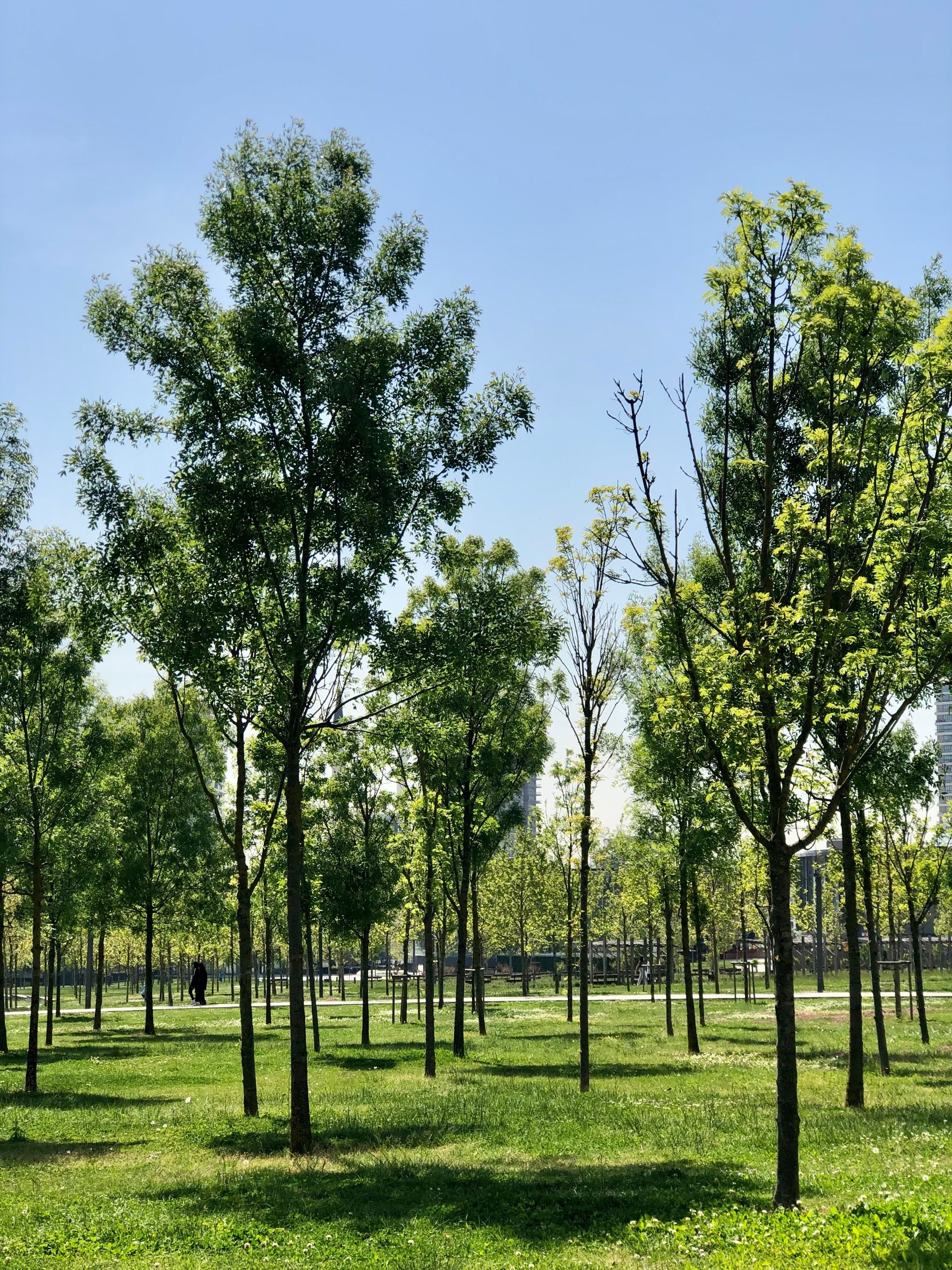Trees Lot