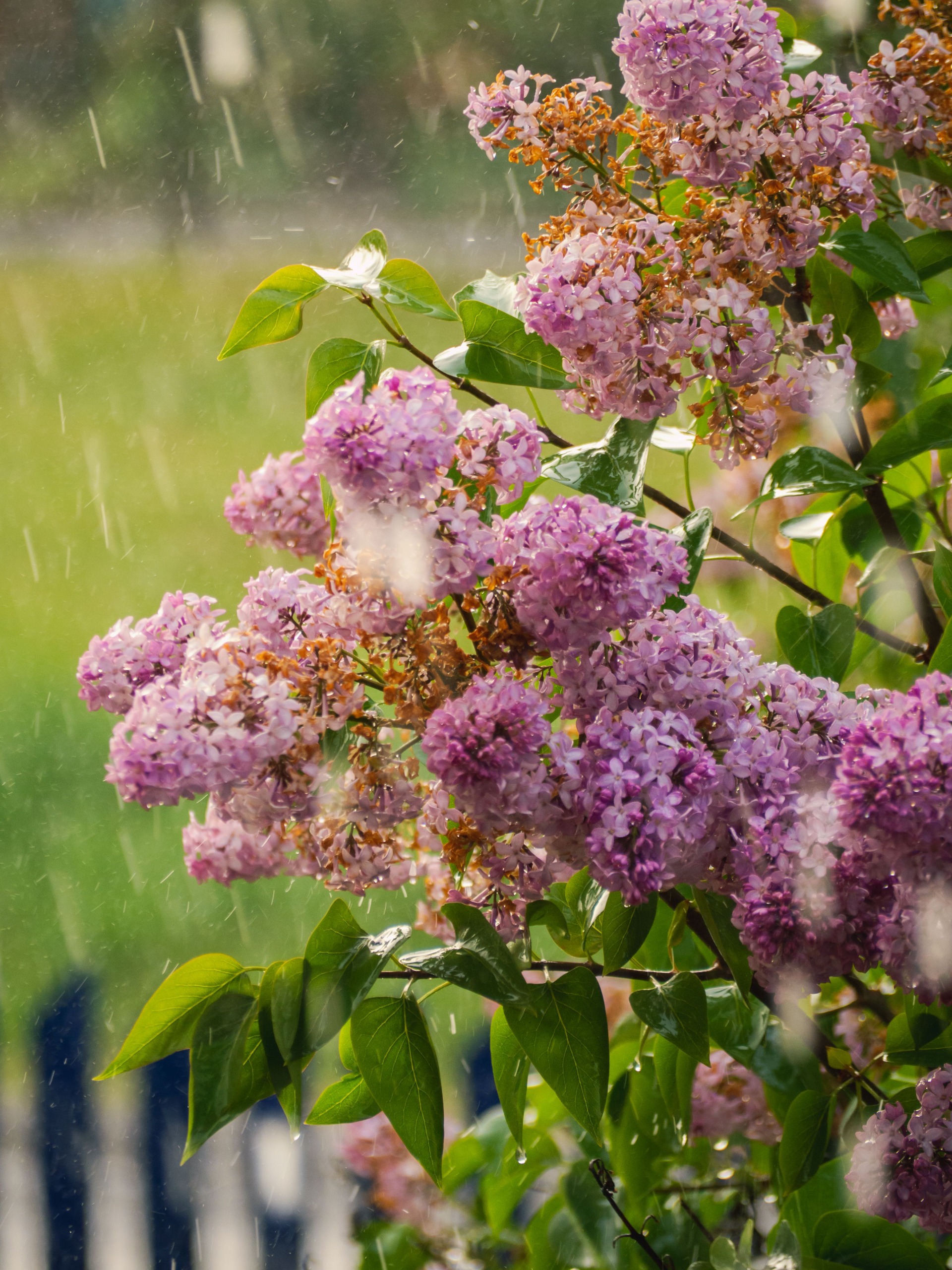 Rain Graden